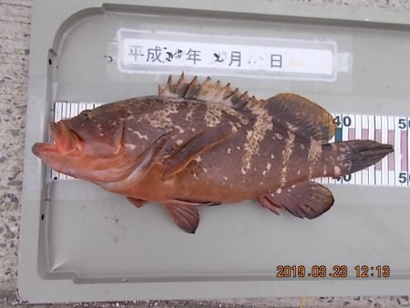 姫路市立遊魚センター 釣果