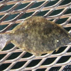 オリジナルメーカー海づり公園(市原市海づり施設) 釣果