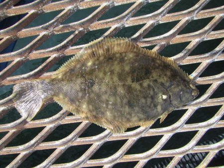 オリジナルメーカー海づり公園(市原市海づり…