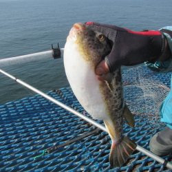 オリジナルメーカー海づり公園(市原市海づり施設) 釣果
