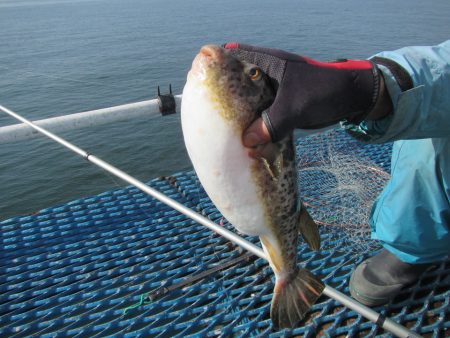 オリジナルメーカー海づり公園(市原市海づり施設) 釣果