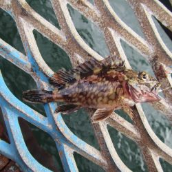 オリジナルメーカー海づり公園(市原市海づり施設) 釣果