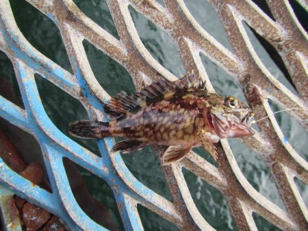 オリジナルメーカー海づり公園(市原市海づり施設) 釣果