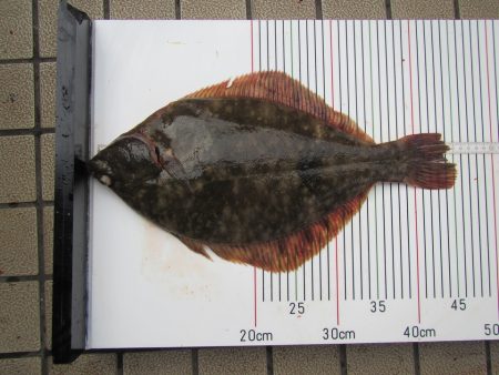 オリジナルメーカー海づり公園(市原市海づり施設) 釣果