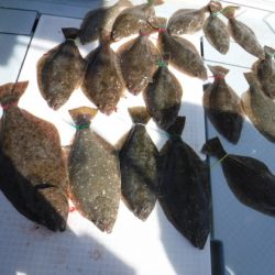 遊漁船 幸友丸 釣果