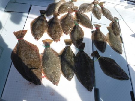 遊漁船 幸友丸 釣果