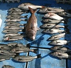 フィッシングガイド りょう 釣果