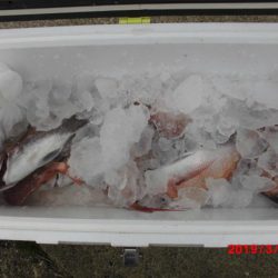 大進丸（新潟） 釣果