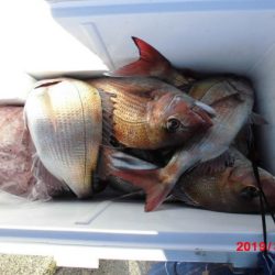 大進丸（新潟） 釣果