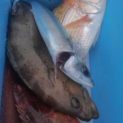 遊漁船 新鋭丸 釣果