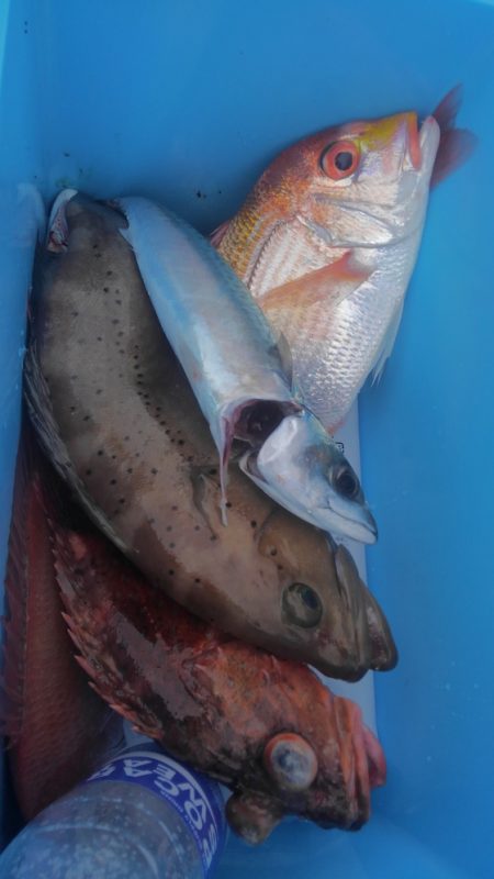 遊漁船 新鋭丸 釣果