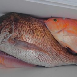 遊漁船 新鋭丸 釣果