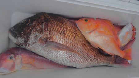 遊漁船 新鋭丸 釣果