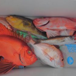 遊漁船 新鋭丸 釣果