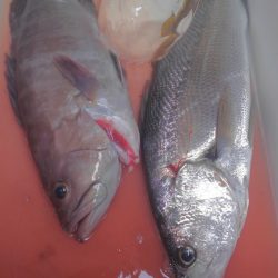 遊漁船 新鋭丸 釣果