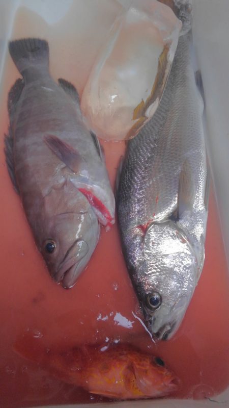 遊漁船 新鋭丸 釣果