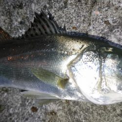 渋いながらもメバルプラッキング