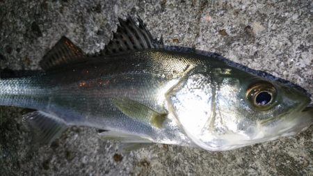 渋いながらもメバルプラッキング