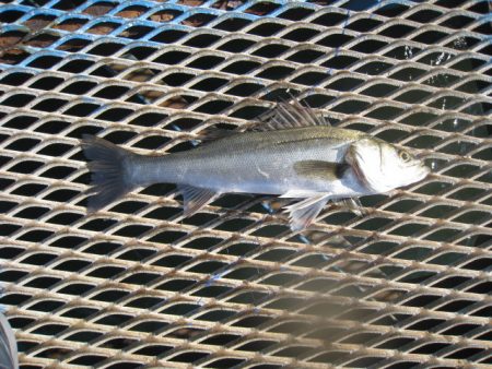 オリジナルメーカー海づり公園(市原市海づり…