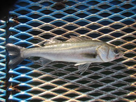 オリジナルメーカー海づり公園(市原市海づり…