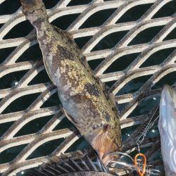 オリジナルメーカー海づり公園(市原市海づり施設) 釣果