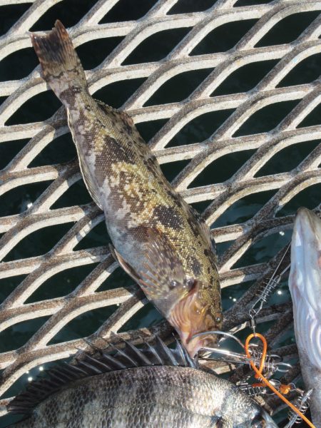 オリジナルメーカー海づり公園(市原市海づり施設) 釣果