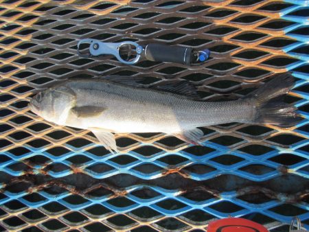 オリジナルメーカー海づり公園(市原市海づり…