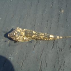 オリジナルメーカー海づり公園(市原市海づり施設) 釣果