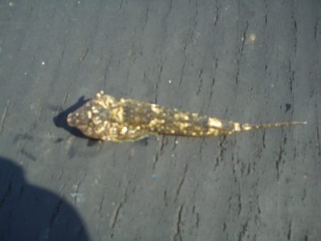 オリジナルメーカー海づり公園(市原市海づり施設) 釣果