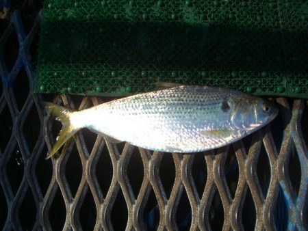 オリジナルメーカー海づり公園(市原市海づり施設) 釣果