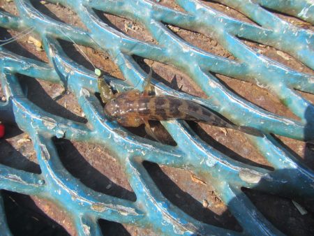 オリジナルメーカー海づり公園(市原市海づり施設) 釣果