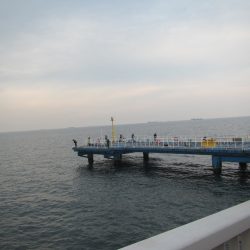 オリジナルメーカー海づり公園(市原市海づり施設) 釣果