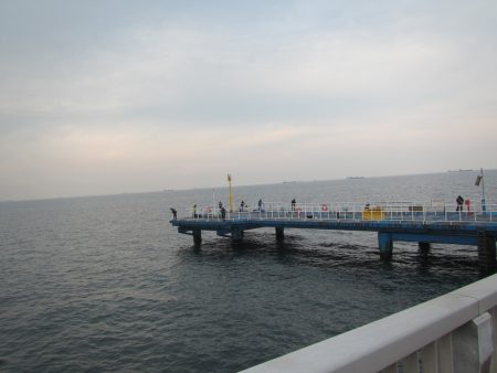 オリジナルメーカー海づり公園(市原市海づり施設) 釣果