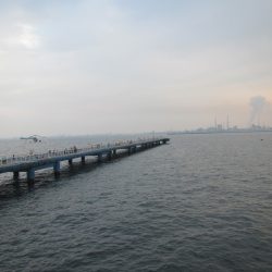 オリジナルメーカー海づり公園(市原市海づり施設) 釣果