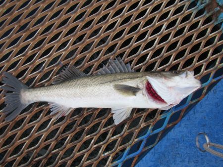 オリジナルメーカー海づり公園(市原市海づり…