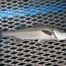 オリジナルメーカー海づり公園(市原市海づり施設) 釣果