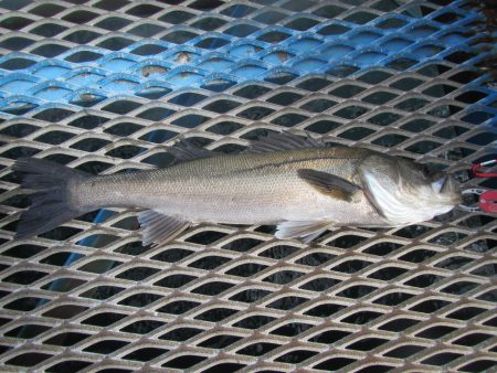オリジナルメーカー海づり公園(市原市海づり施設) 釣果
