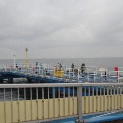 オリジナルメーカー海づり公園(市原市海づり施設) 釣果
