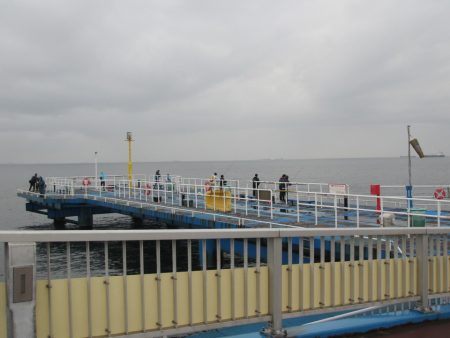 オリジナルメーカー海づり公園(市原市海づり施設) 釣果