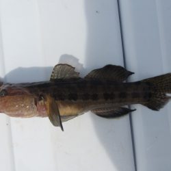 オリジナルメーカー海づり公園(市原市海づり施設) 釣果