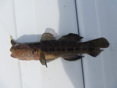 オリジナルメーカー海づり公園(市原市海づり施設) 釣果