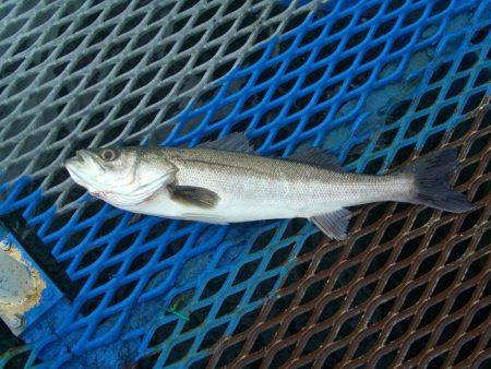 オリジナルメーカー海づり公園(市原市海づり…