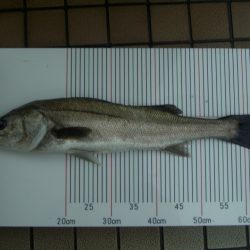 オリジナルメーカー海づり公園(市原市海づり施設) 釣果