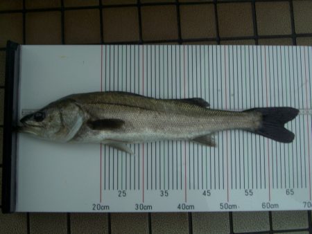 オリジナルメーカー海づり公園(市原市海づり施設) 釣果