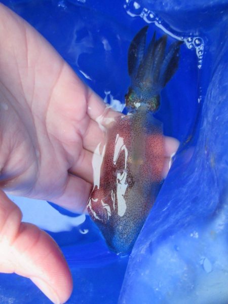 オリジナルメーカー海づり公園(市原市海づり施設) 釣果