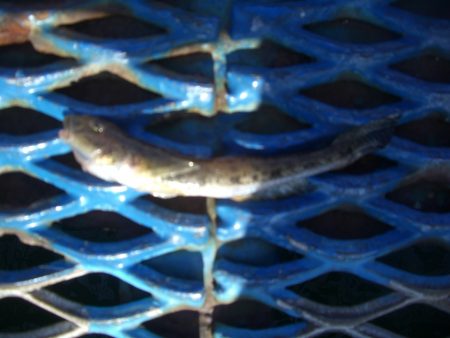 オリジナルメーカー海づり公園(市原市海づり施設) 釣果