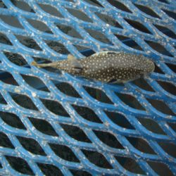 オリジナルメーカー海づり公園(市原市海づり施設) 釣果