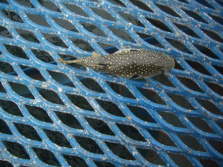 オリジナルメーカー海づり公園(市原市海づり施設) 釣果