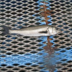 オリジナルメーカー海づり公園(市原市海づり施設) 釣果