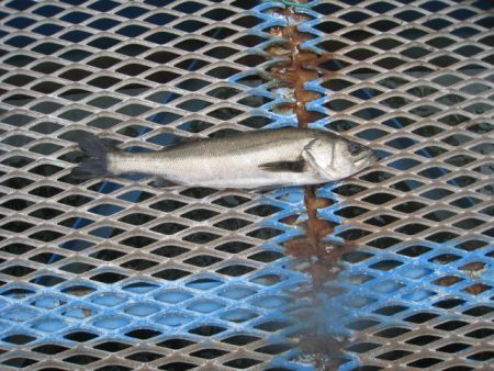 オリジナルメーカー海づり公園(市原市海づり施設) 釣果